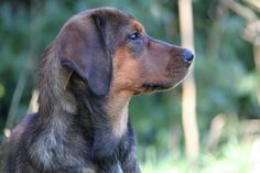 a brown and black dog sitting on top of a lush green field next to trees