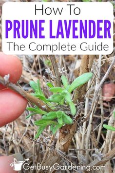 a hand holding a plant with the title how to prune lavender the complete guide