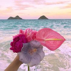 pink and purple flowers are held up by someone's hand at the ocean shore