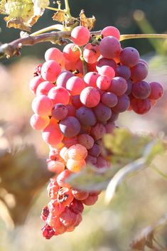 some red grapes hanging from a tree branch