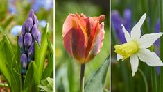 four different types of flowers are shown here