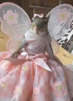 a cat dressed as a fairy sitting on top of a wooden table in a pink dress