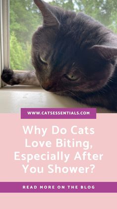 a black cat laying on top of a window sill with the words why do cats love biting, especially after you shower? read more on the blog