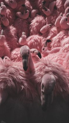 several pink stuffed animals are arranged in the shape of flamingos