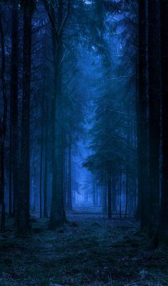 a forest filled with lots of tall trees covered in blue fog and light shining on the ground