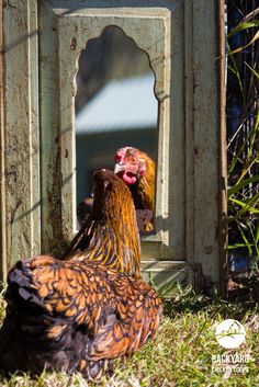 two roosters are standing in the grass near a building with a mirror on it's side