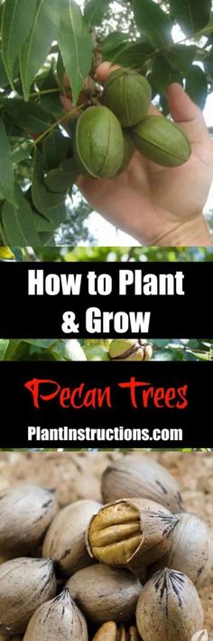 how to plant and grow pecan trees