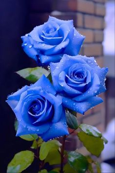 two blue roses with water droplets on them