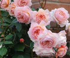 pink roses blooming in front of a brick wall