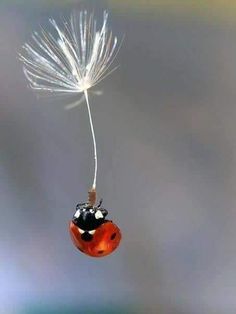 a ladybug hanging from a dandelion with its head in the air