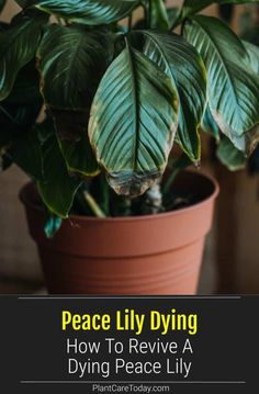 a potted plant with the words peace lily dying on it