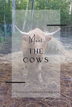 a long horn cow standing on top of dry grass in a fenced area with the words meet the cows above it