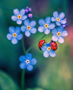 two ladybugs sitting on top of blue flowers