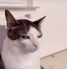 a black and white cat sitting on top of a couch