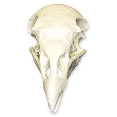 an animal's skull is shown on a white background