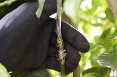 a person in black gloves holding onto a tree branch