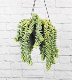 a plant hanging from a hook on a brick wall