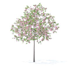 a small tree with pink flowers on it's branches and green leaves in front of a white background