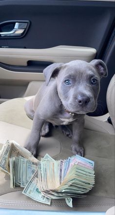 a puppy sitting in the back seat of a car with stacks of money on the floor