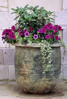 a potted plant with purple flowers and green leaves iphone case by panoramic images