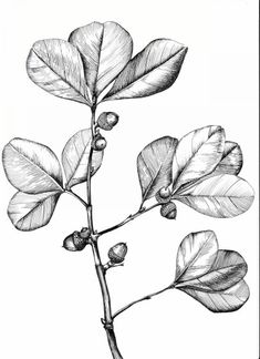 a drawing of a branch with leaves and berries on it, in black and white