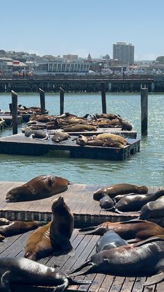 several sea lions are laying on the dock