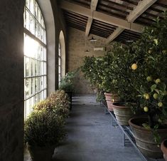 there are many potted lemon trees in this room