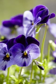 purple pansies are growing in the garden