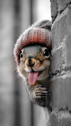 a squirrel sticking its tongue out from behind a brick wall with it's mouth open