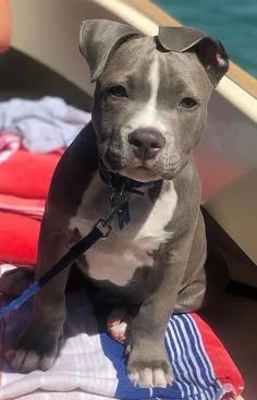 a gray and white pitbull puppy is sitting on a blanket in a boat