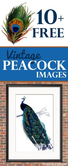 a peacock is shown in front of a brick wall with the words vintage peacock images