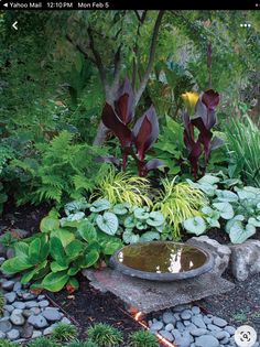 a garden filled with lots of plants next to rocks and water feature on the ground