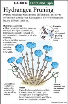 an info sheet with instructions on how to use hydroponies and tips for hydrant pruning