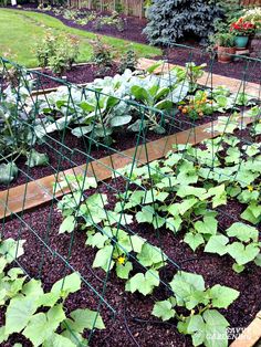 a garden filled with lots of green plants