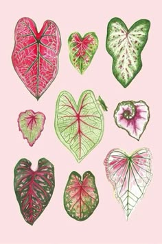 heart shaped leaf shapes are arranged in different colors and sizes on a pink background with the words love written below them