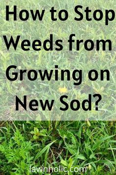 how to stop weeds from growing on new sod. Stop Weeds From Growing, Sod Grass, Lawn Weeds, Growing Grass, Weeds In Lawn, Grass Seed, Lawn Garden, Outdoor Garden, Outdoor Gardens