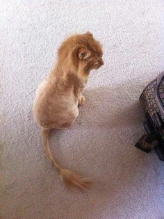 a small brown cat sitting on top of a white carpet