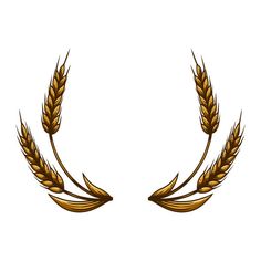 two golden ears of wheat on a white background