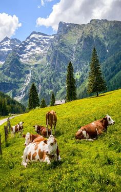 several cows are laying in the grass on a mountain pasture with mountains in the background