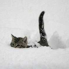 a cat that is laying in the snow