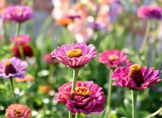 many different colored flowers in a field with green stems and purple ones on the top