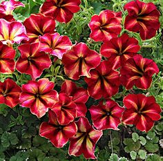 red and yellow flowers are blooming in the garden