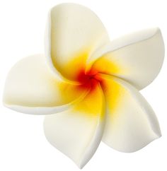 a white and yellow flower on a white background