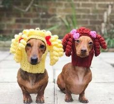 two dachshunds wearing crocheted wigs and hats on their heads