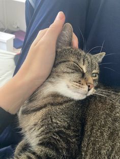 a cat is being petted by someone's hand