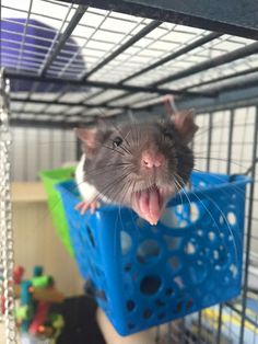 a rat yawns while sitting in a cage with its mouth open and tongue out