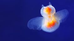 an orange and white jellyfish floating in the blue water with it's mouth open