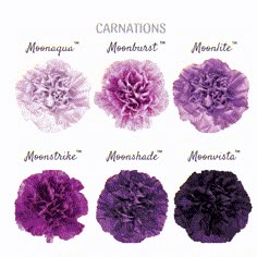 purple carnations are arranged in different colors