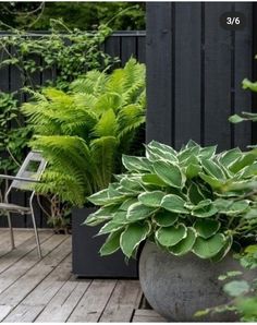 there is a large potted plant on the deck