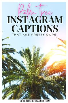 palm tree with the text palm tree instagram captions that are pretty dope